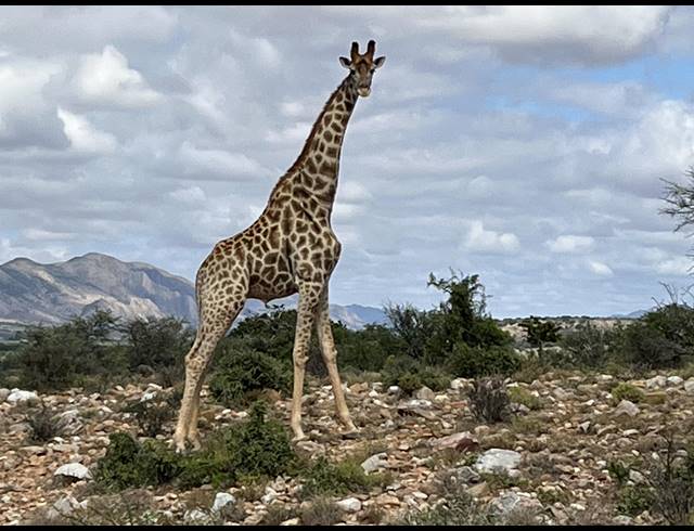 1,298HA FARM FOR SALE IN WILLOWMORE RURAL